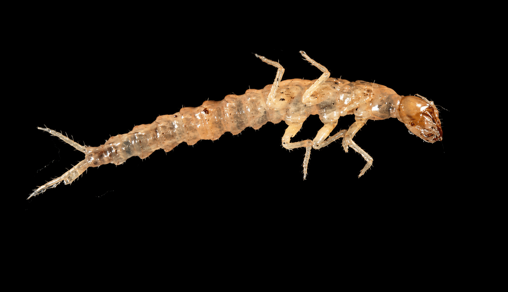 Coleoptera larvae