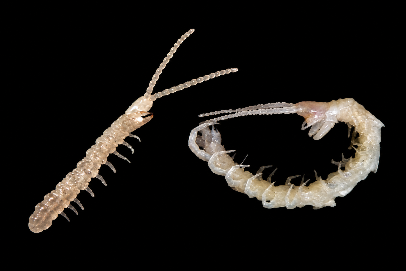 Chilopoda
