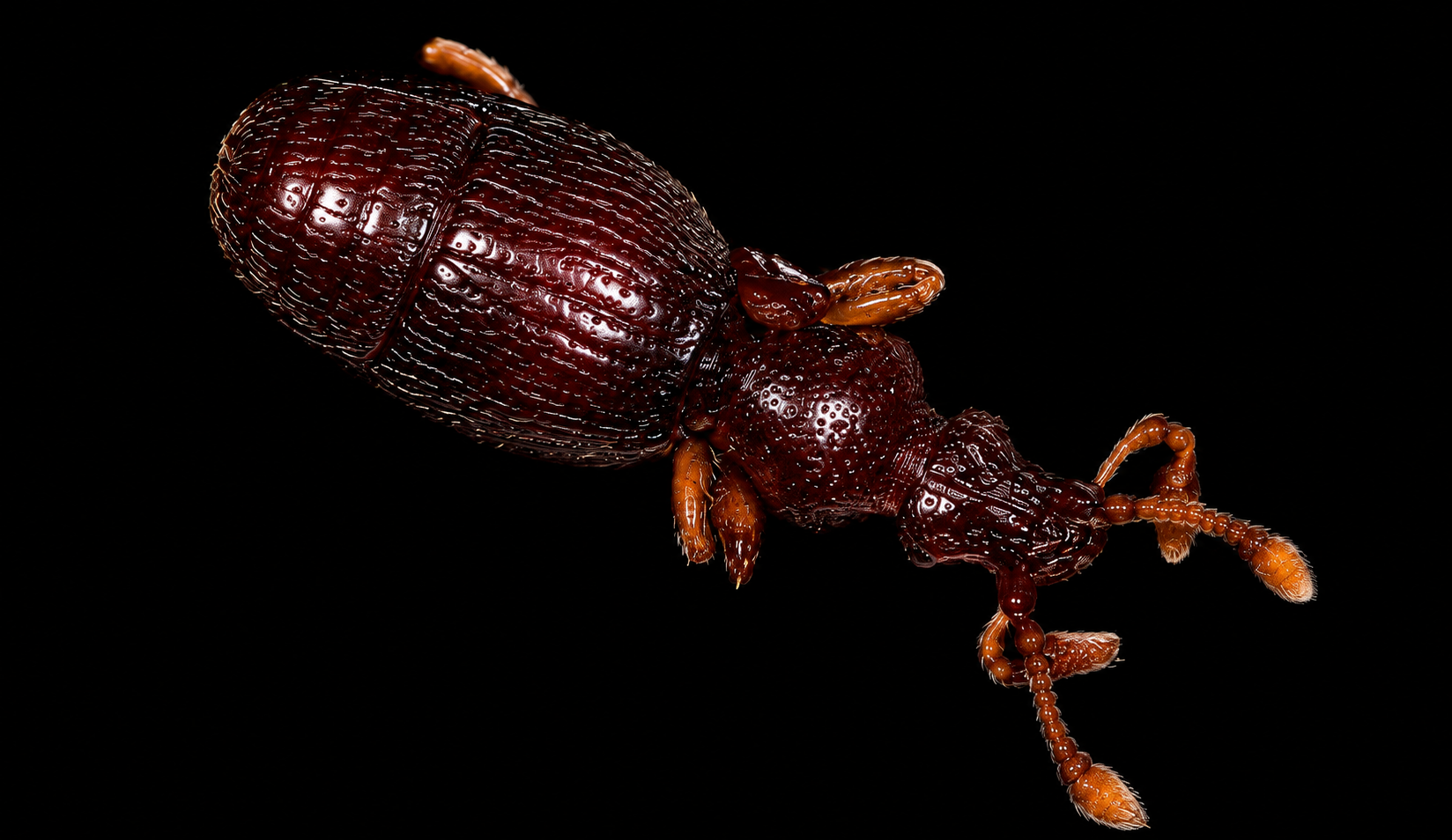 Coleoptera adults