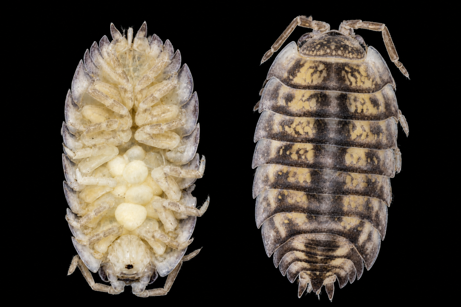 Isopoda