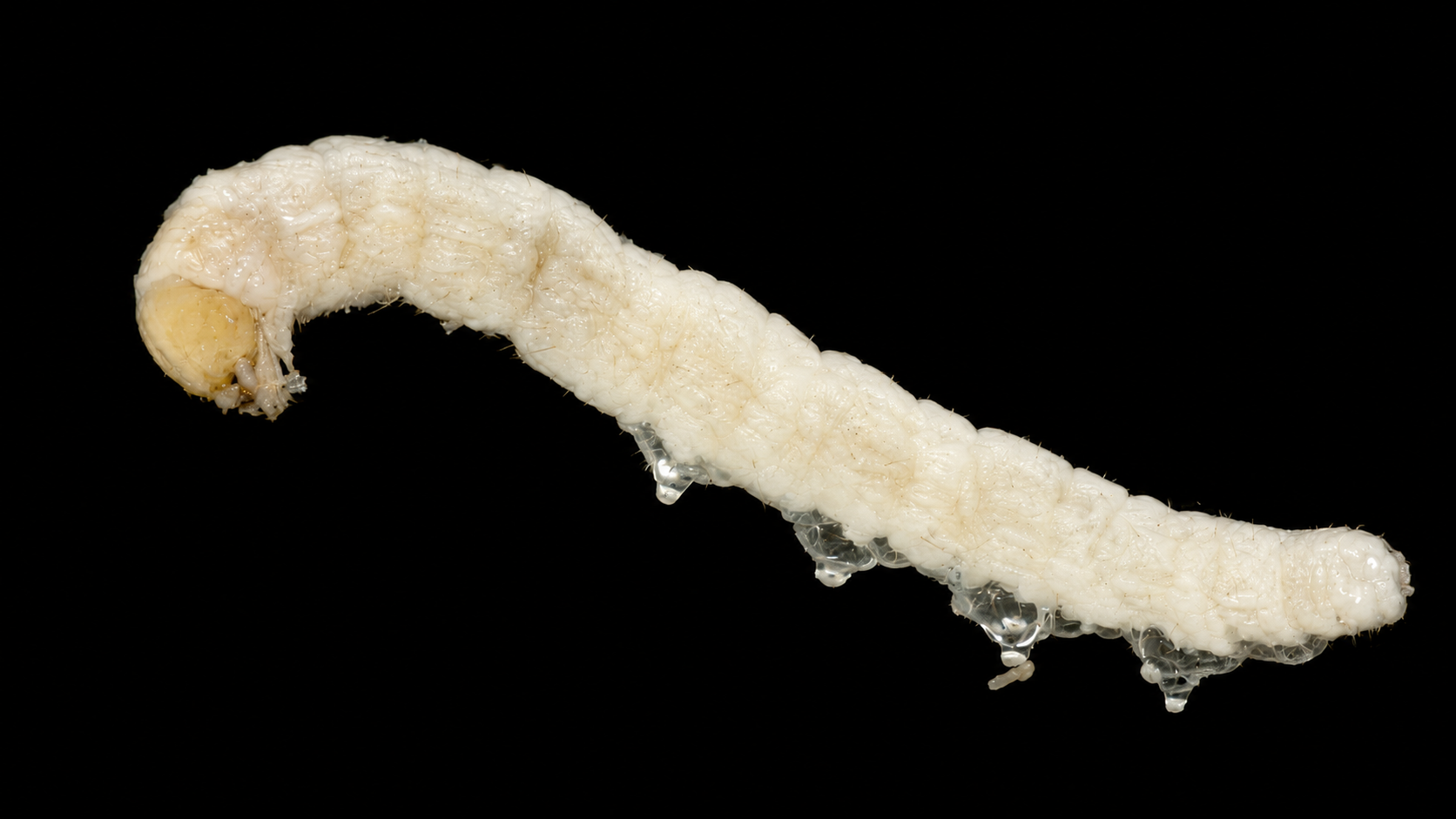 Lepidoptera larvae