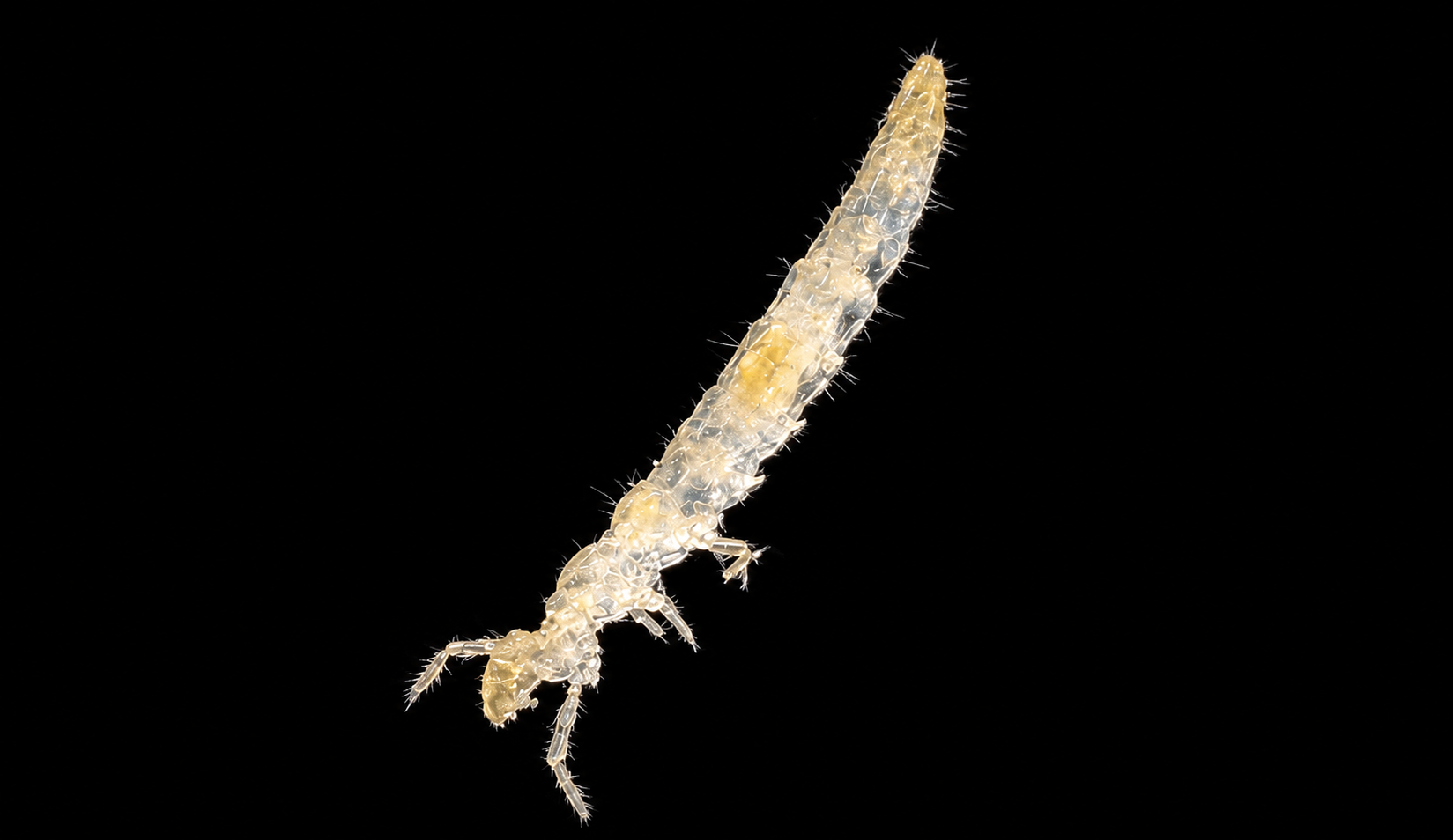 Protura