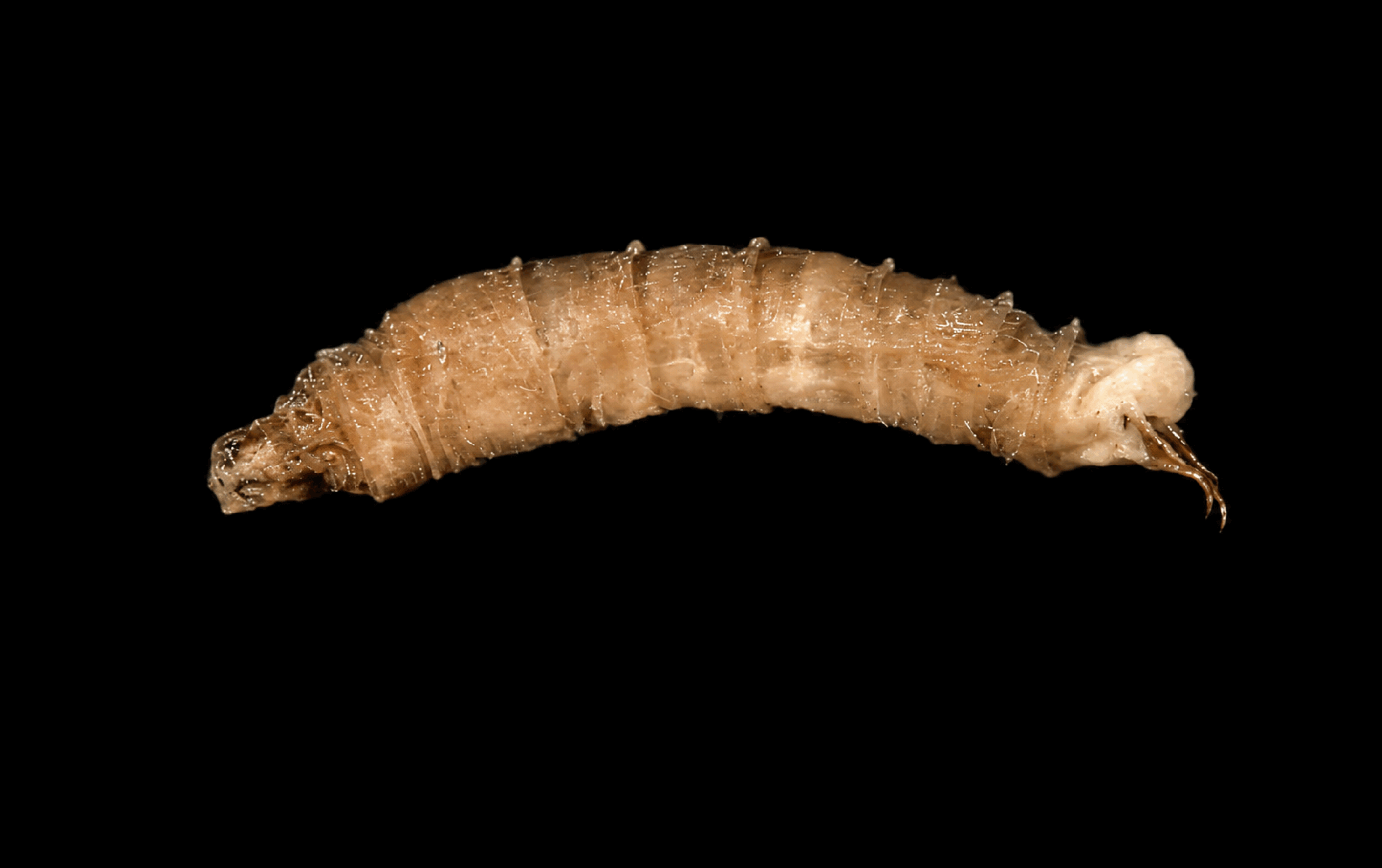 Diptera larvae