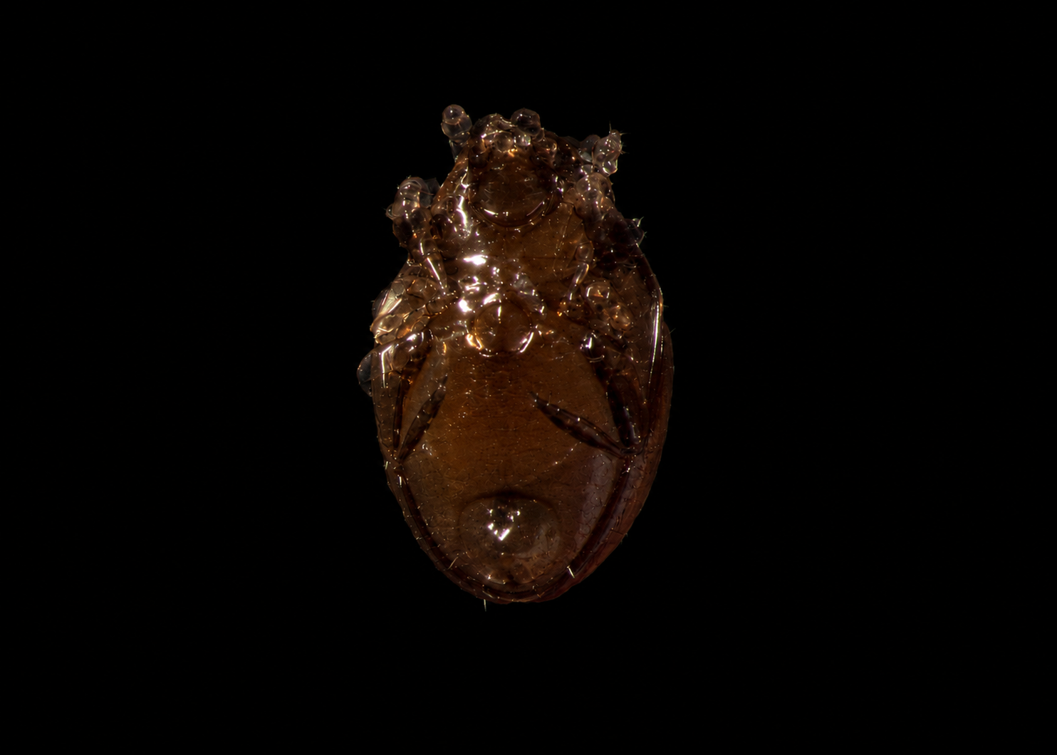 Acarina