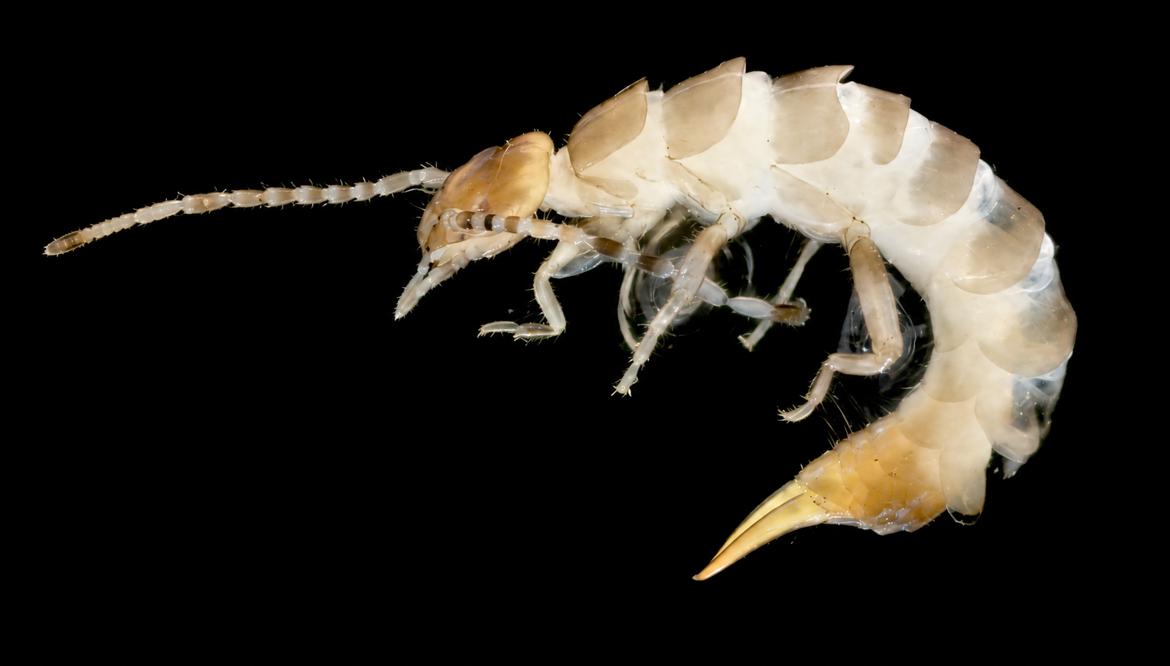 Dermaptera