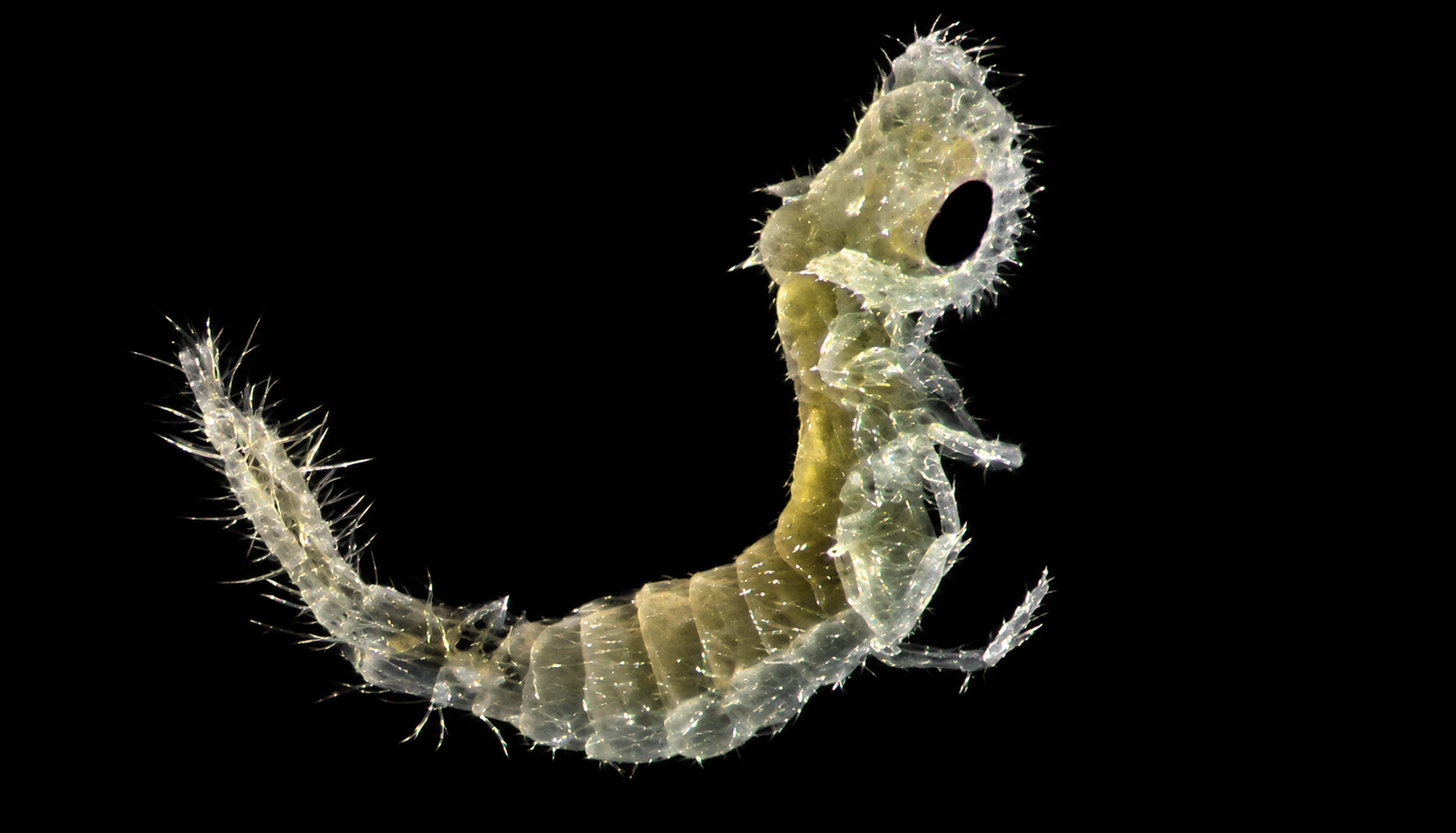 Diplura