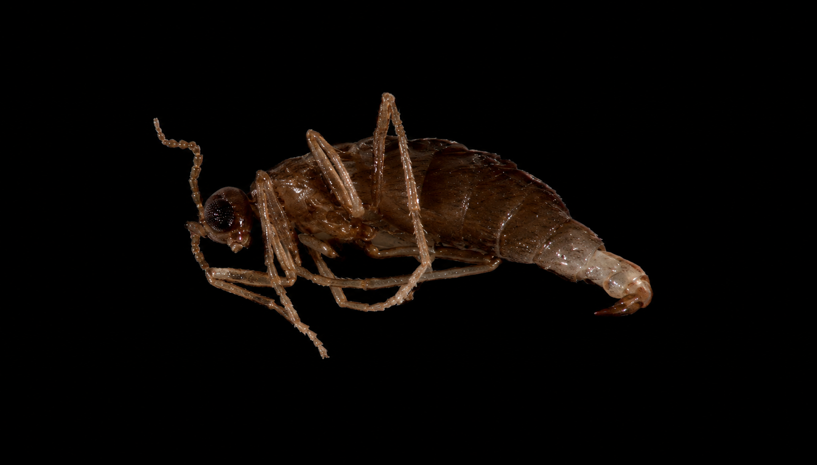 Diptera adults