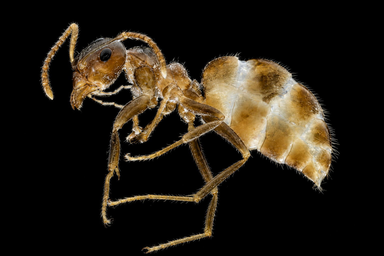 Hymenoptera