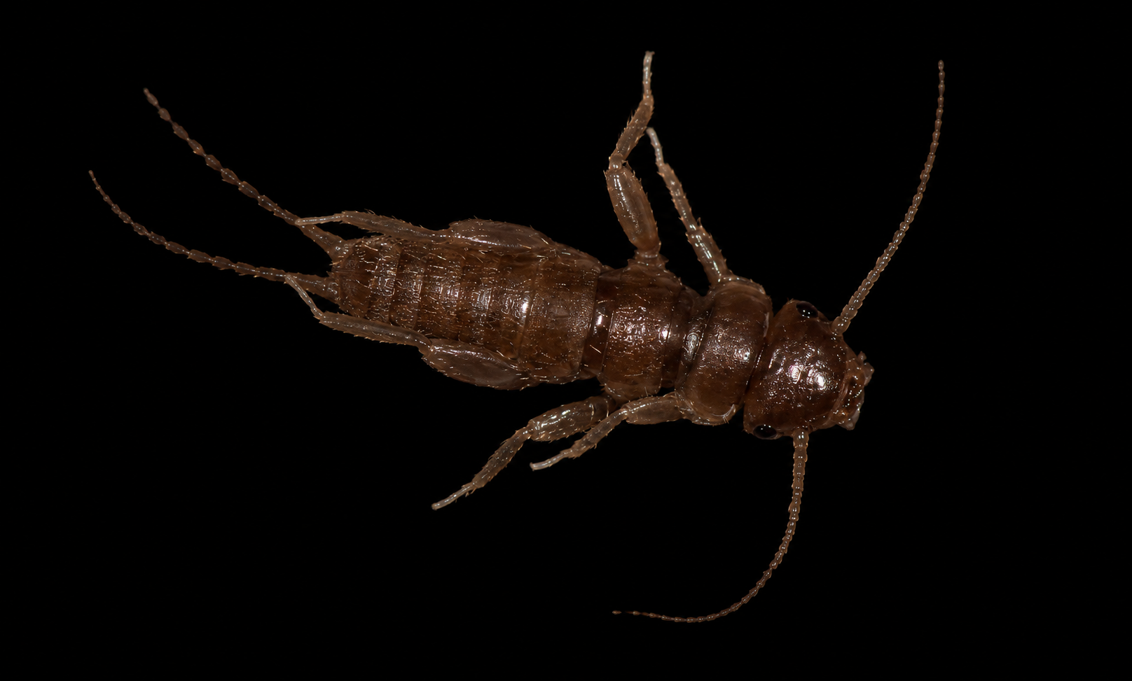 Orthoptera