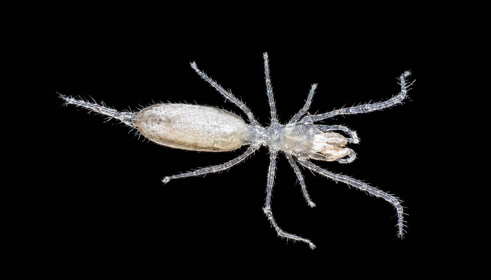 Palpigrada