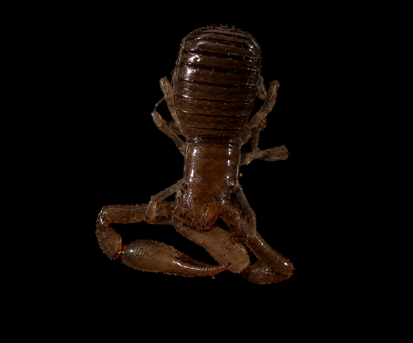 Pseudoscorpionida