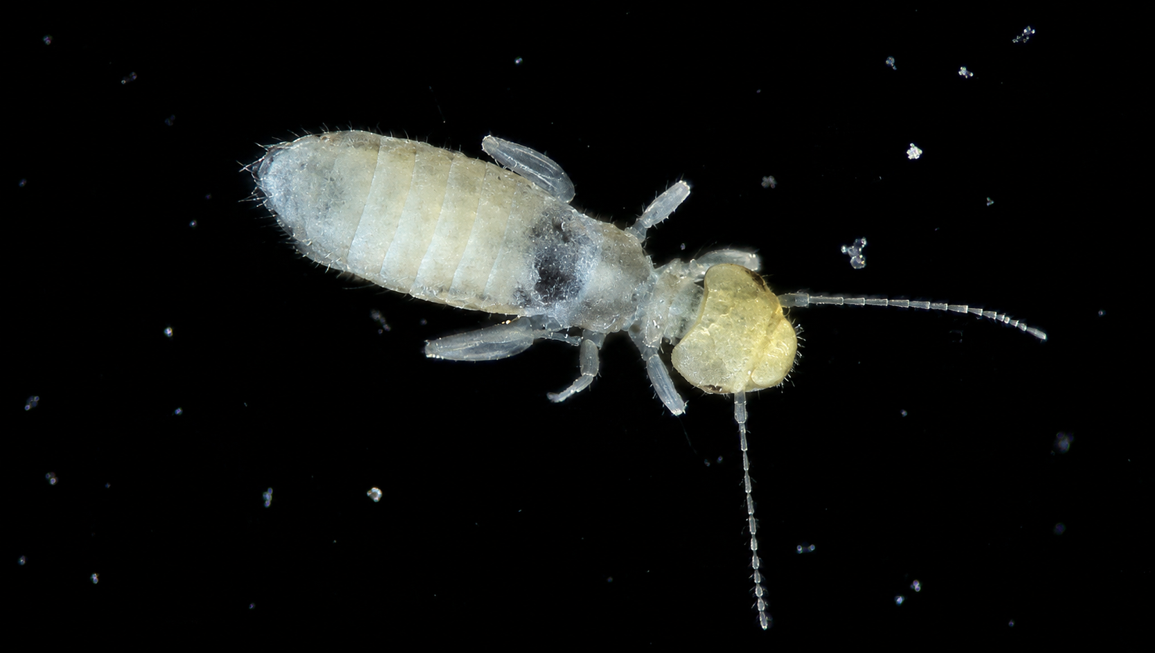 Psocoptera