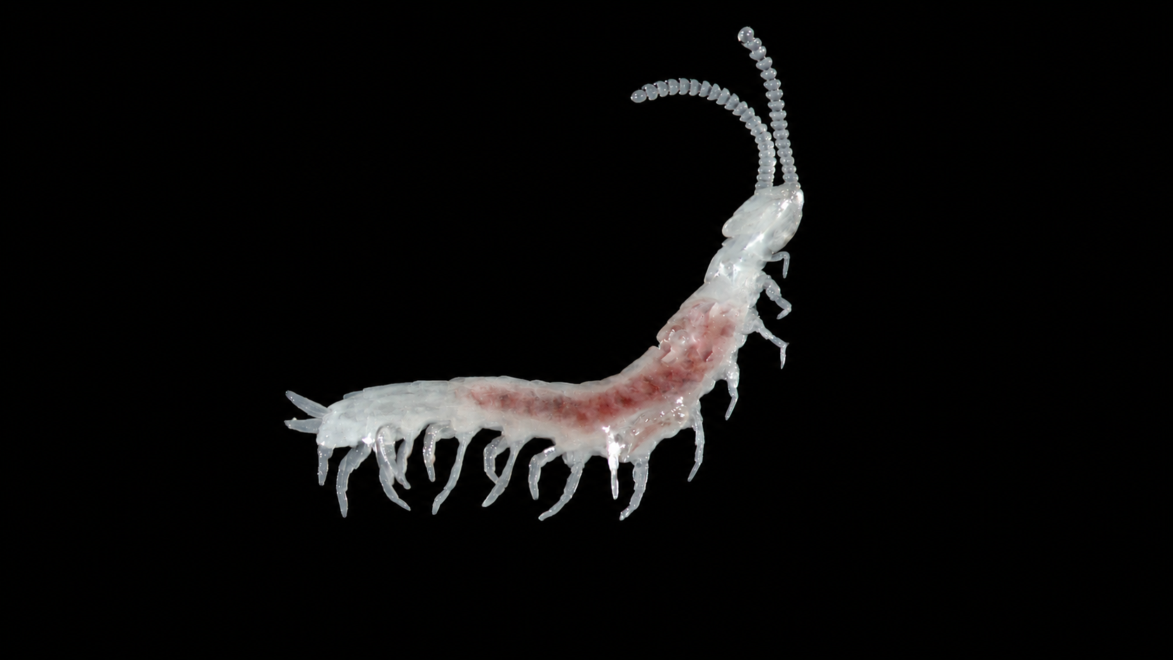 Symphyla