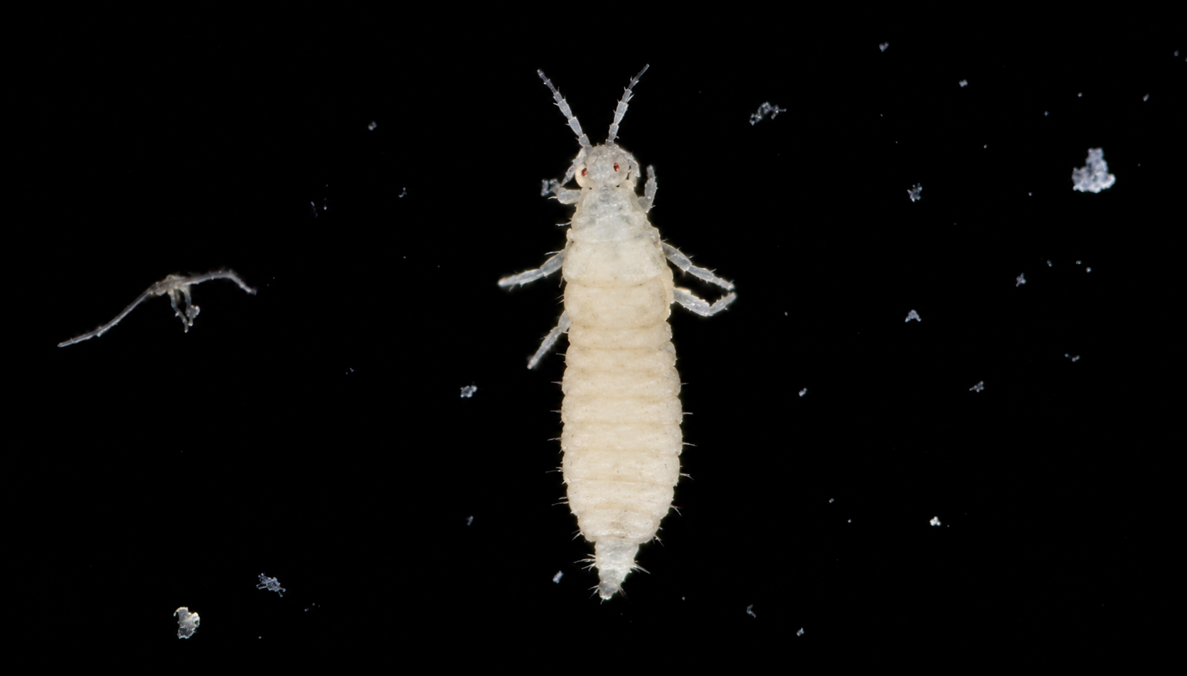 Thysanoptera
