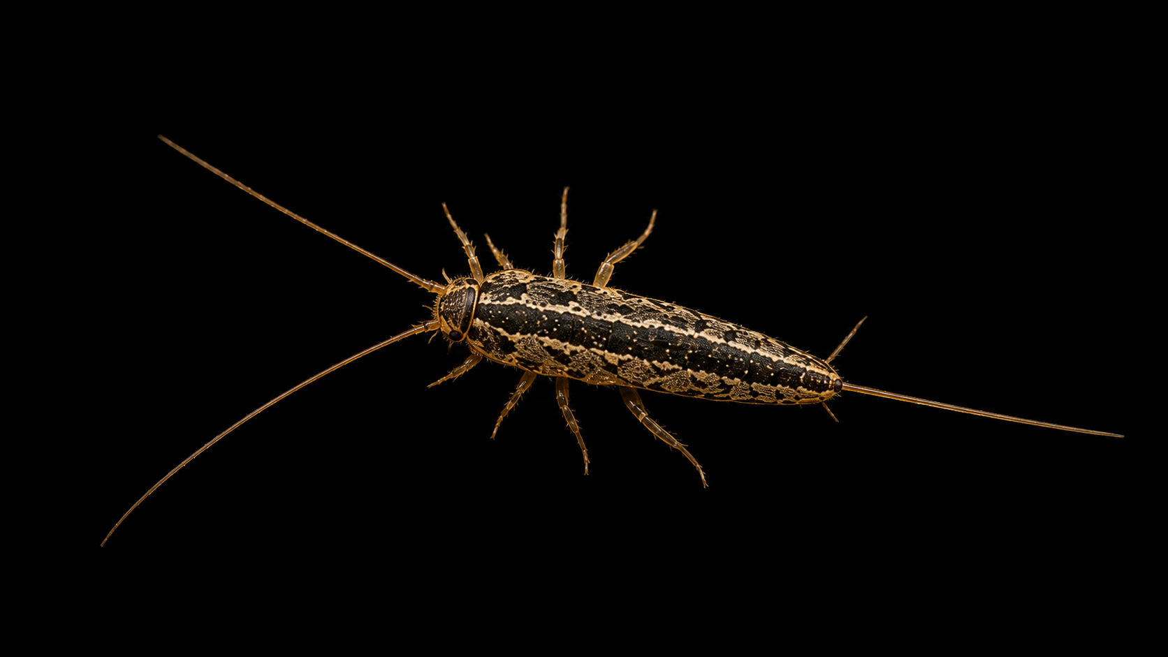 Thysanura